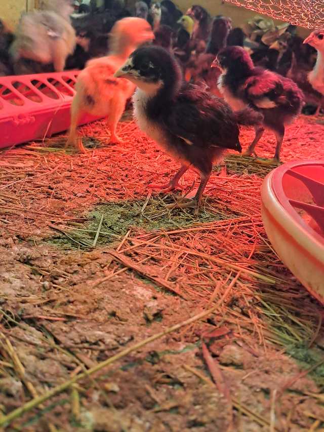 healthy black Australorp chicks