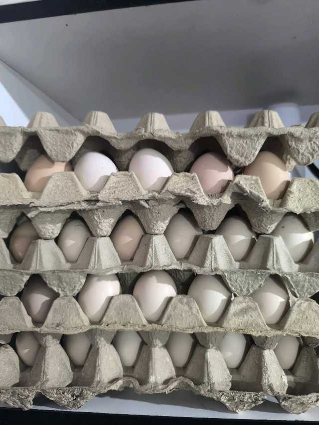 Mai kayden free range eggs