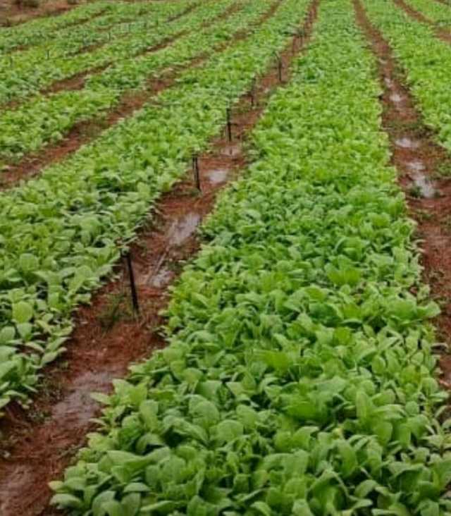 Moyale Farm