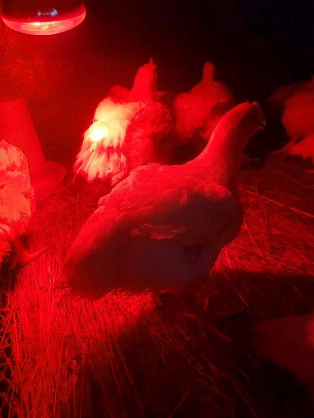 broilers