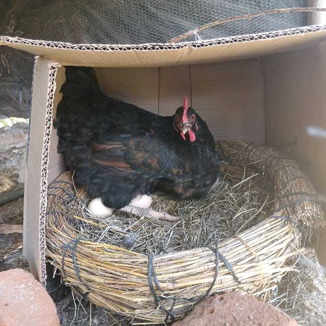 Day old Road runner chicks