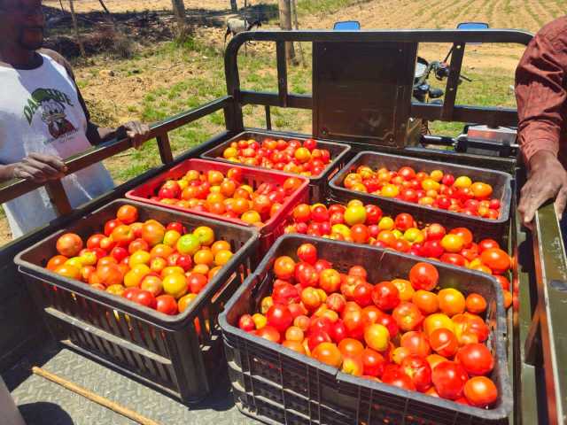 Fresh Organic Tomatoes