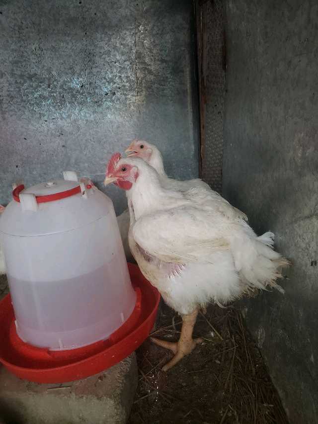 broilers