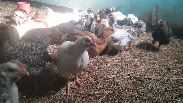 Sasso 6 weeks old chickens