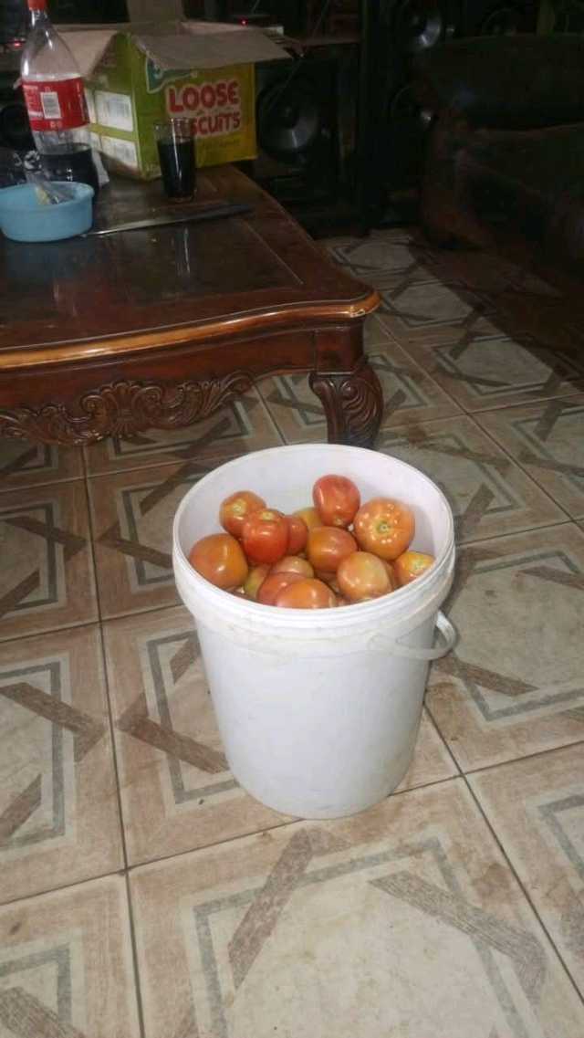 Tomatoes