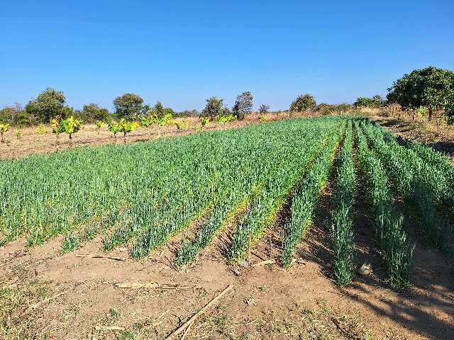 plot 34, Njelele Agro plots, Gokwe