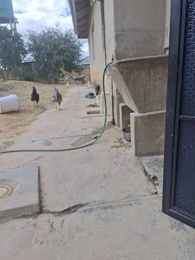 Road runner chickens