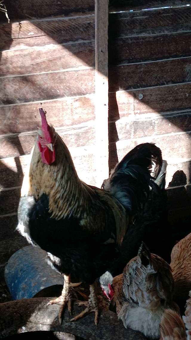 Petty's Poultry Pantry