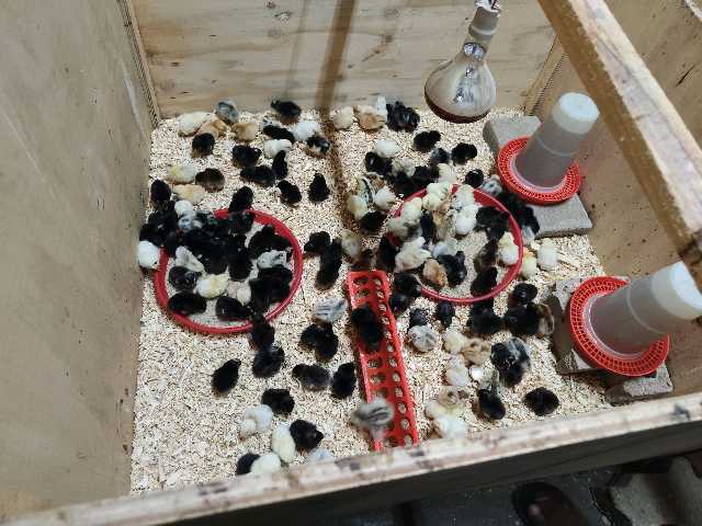 Dayold Chicks mixed breeds