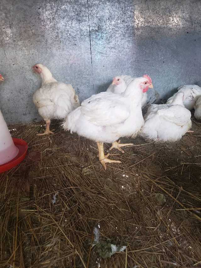 grany's broiler farm