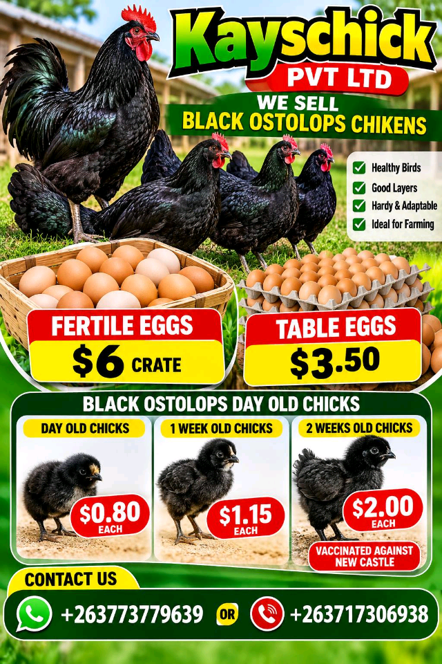 free range day old chicks black ostolops