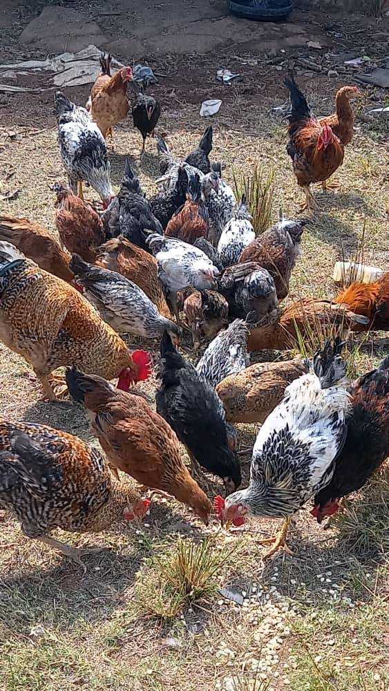 Roadrunner Hens