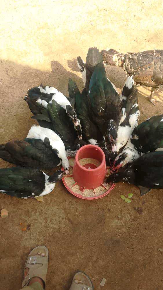 kutekaira fresh produce