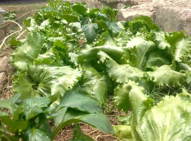 fresh organic lettuce ,onion