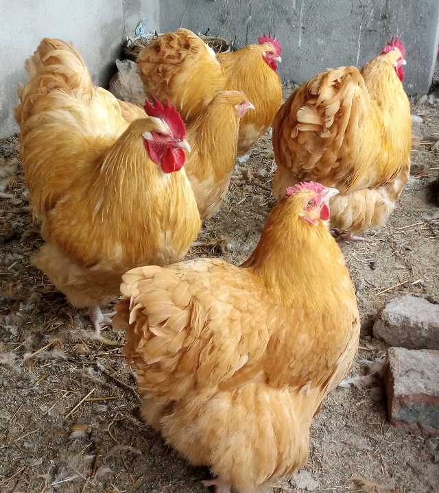 Buff Orpington Chicken Chicks